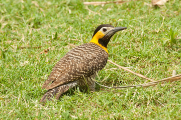 Pica-pau-do-campo (Colaptes campestris campestris); chÃ£-chÃ£; Field Flicker; carpintero campestre