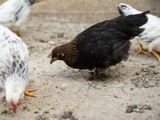 Chicken (hen) on a sustainable farm pecking grain
