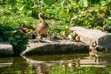 Entenfamilie sitzt auf einem Stein beim Wasser