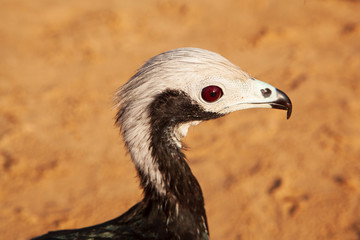 Commom piping guan