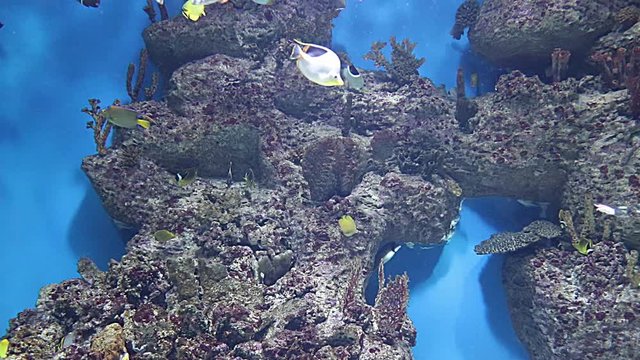 colorful fish swim in the aquarium. An interesting underwater world of the ocean