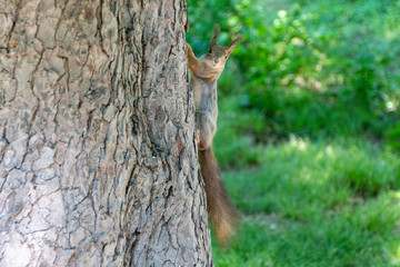 Eichhörnchen sitzt auf einem Baumstamm und posiert