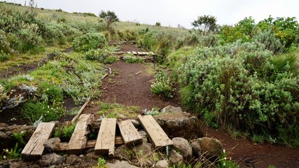 Obraz premium Planks in Kilimanjaro