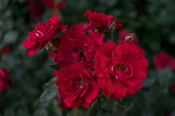 garden of red roses on a metal fence on a contrasting dark green background