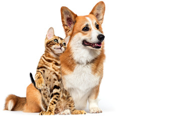 cat and dog together looking sideways together on a white background