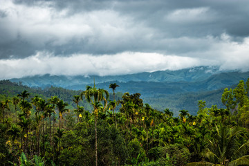forests dense with mountain background and dramatic cloud