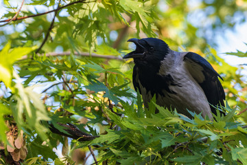 A young crow sits on bright green branches and opens its beak very wide in anticipation of food. Close-up. Warm summer day in the park. Wildlife. City birds.