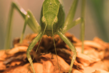 Different views of the insect grasshopper 