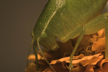 Different views of the insect grasshopper 