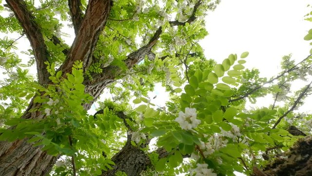 Looking up to the leaves and blossoms of a beautiful flowering false acacia tree at the end of May in Germany.