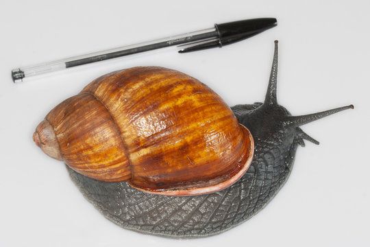Aru&aacute;-do-mato - Megalobulimus cardosoi; gastropode