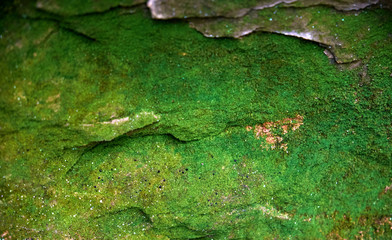 green moss on the stone