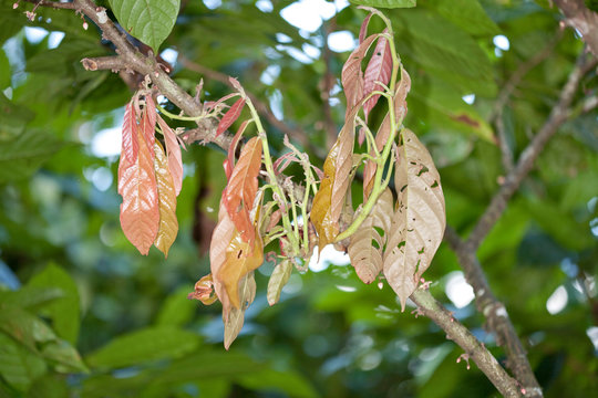 Cacaueiro (Theobroma cacao) afetado pela vassoura-de-brucha (Moniliophtera perniciosa); Malvaceae; fungo