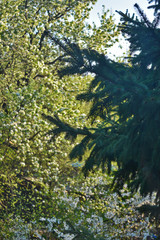 flowering apple trees in the city garden