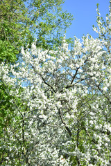 flowering apple trees in the city garden