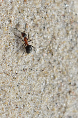 ant crawling on the sand