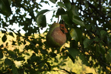 rotten pear on the tree brunch green leaves