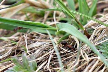 ant carries another ant