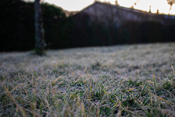 Morning frost on the garden grass