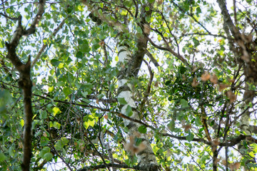 Blick durch Bäume im Frühling