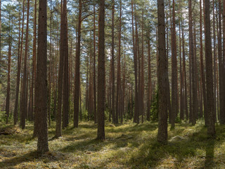Obraz premium Scenic view of an old forest landscape in sunrise