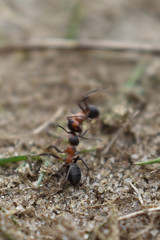 ant carries another ant