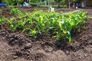 Small green corn plants arranged in garden. Some bulgarians with houses cultivate vegetables in their gardens because they taste more delicious than these in markets.