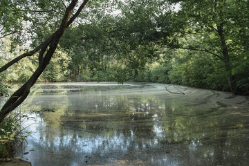 reflection of trees in the water
