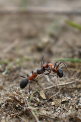 ant carries another ant