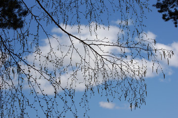 View of the cloud through a birch dissolving buds