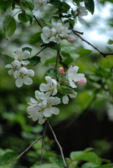 apple tree blossom
