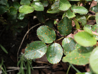 leaf with rose rust fungus  Phragmidium mucronatum