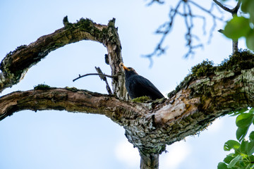 Vogel sitzt auf einem Ast