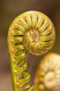 Broto de Samambaia-açu (Dicksonia sellowiana); Dicksoniaceae; Fern