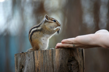 The next visit of a wild, but friendly and sociable chipmunk to his friends in the woods in the country