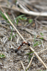 ant carries another ant