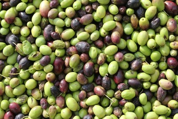 Harvested olives unloaded from truck to press hopper in olive oil mill in Attica, Greece.