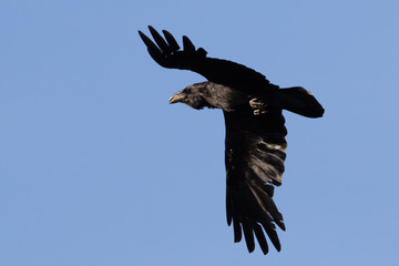 Portrait of Common raven (Corvus corax) flying over blue sky background