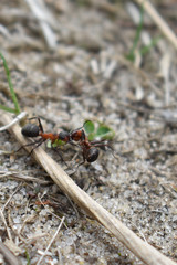 ant carries another ant