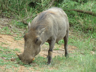 warthog in the wild