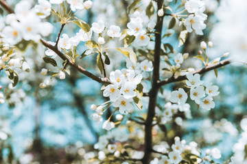 Blooming apple tree in the garden. Selective focus.