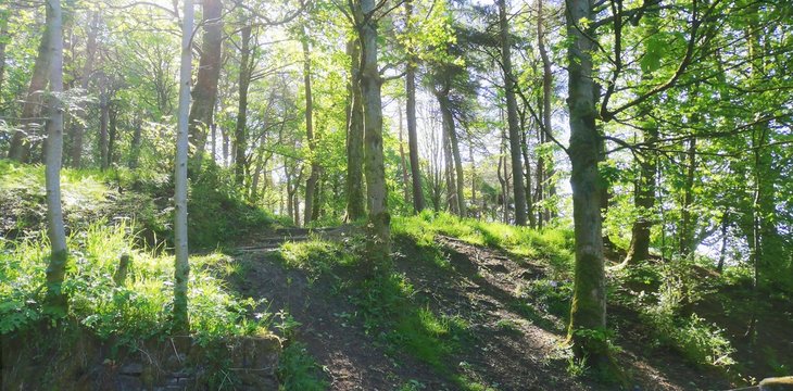 green forest in the morning