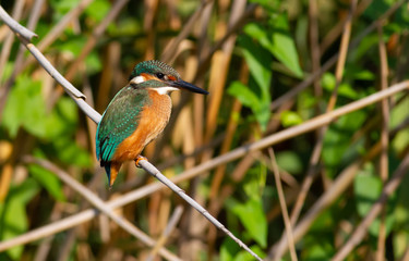 Common kingfisher, Alcedo atthis. The young bird sitting on a branch above the water while waiting for small fish