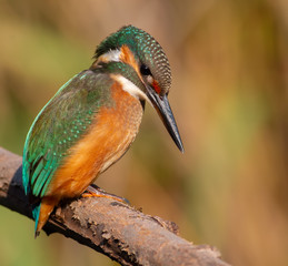 Common kingfisher, Alcedo atthis. The young bird sitting on a branch above the water while waiting for small fish