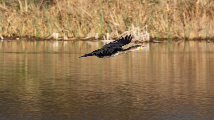Great black cormorant (Phalacrocorax carbo) flying over water with reed as background in germany
