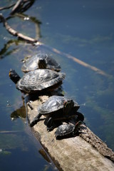 The Relatives and the Child Water Turtle