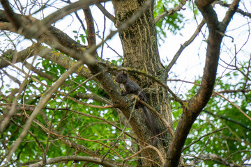 Babyeichhörnchen sitzt auf einem Ast
