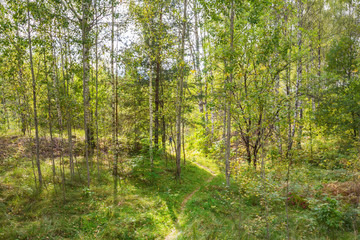 Forest trail in a bright forest