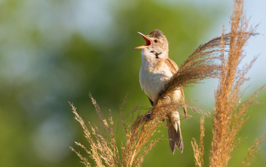 Great reed warbler, Acrocephalus arundinaceus. Morning sunlight pleasantly illuminates the singing bird, which sits on top of the reeds on the banks of the river.