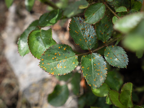 Phragmidium mucronatum or rust on rose